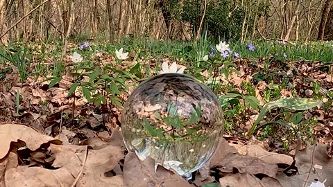 Flowers on the grass with magic ball Stock Footage 203761152