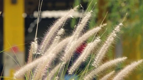 Flowers of grass moved by the wind with three kind of tones (cyan - orange, cont Vídeo Stock 79668500