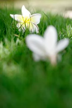 Flowers in grass Stock Photos