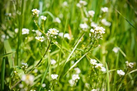 Flowers with grass Stock Photos