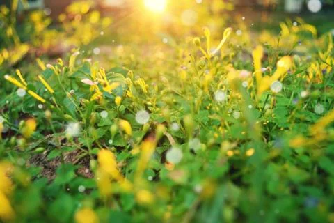 Flowers of grass Stock Photos