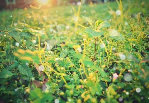 Flowers of grass Stock Photos