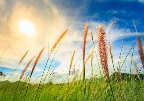 Flowers of grass Stock Photos