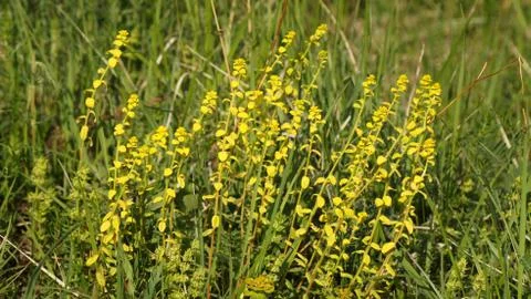 Flowers in Grass Stock Photos