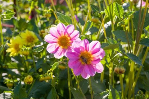 Flowers in the grass Stock Photos