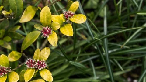 Flowers with grass Stock Photos