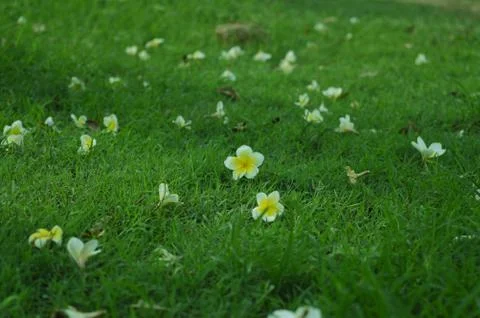 Flowers on Grass 스톡 사진