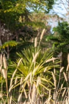 Flowers of Grass Stock Photos