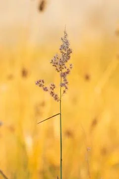 Flowers of grass. Stock Photos
