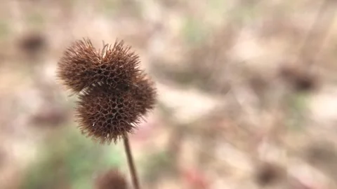 The flowers of grass plants Stock Footage 255096671