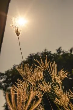 Flowers grass reverse sunlight Stock Photos