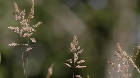 Flowers of grass shaken by the wind Stock Footage 336392482
