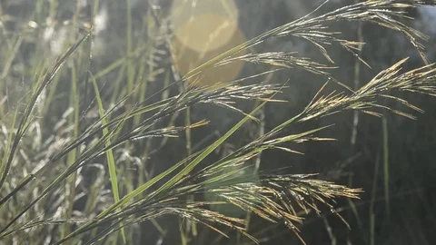 Flowers grass with sunset. 스톡 동영상 82326755