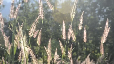 Flowers grass with sunset. 스톡 동영상 82326780