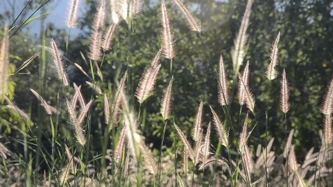Flowers grass with sunset. Video stock 82326999