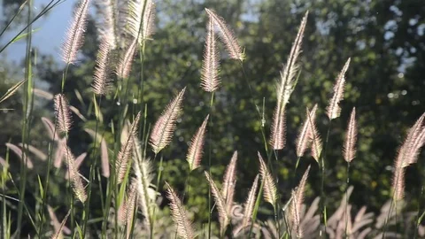Flowers grass with sunset. Stock Footage 82327029