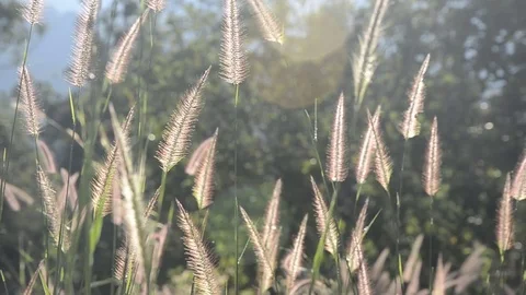 Flowers grass with sunset. 스톡 동영상 82327042