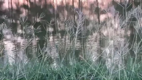 Flowers Grass with a warm Video stock 120546028