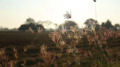 Flowers grass in wind at sunset background Stock Footage 77330390