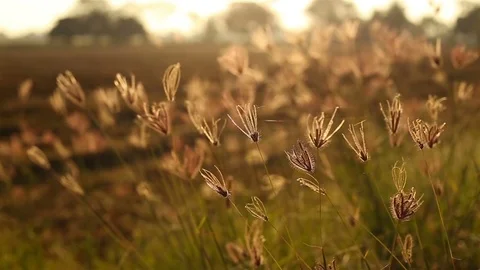 Flowers grass in wind at sunset background Video stock 77330397