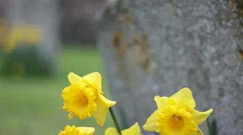 Flowers in graveyard Stock Footage 51731903