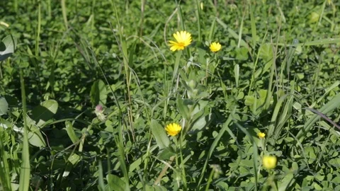 Flowers on green field Stock Footage 103148555
