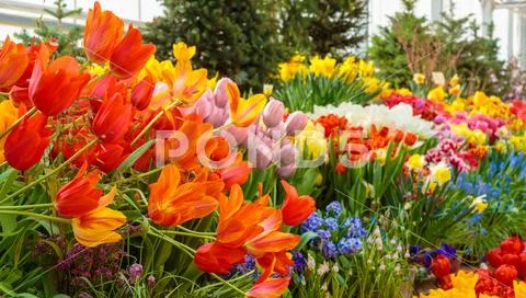 Flowers in green house. Floral bouquet shop. Blooming plants and multi color Stock Photos