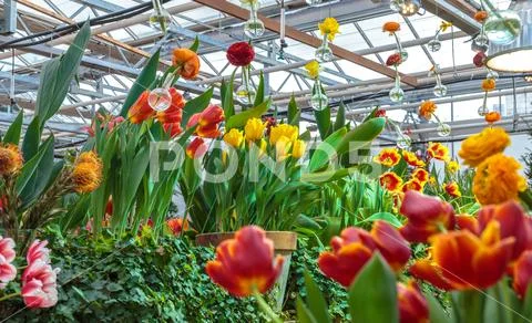 Flowers in green house. Floral bouquet shop. Blooming plants and multi color Stock Photos