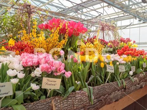 Flowers in green house. Floral bouquet shop. Blooming plants and multi color Stock Photos