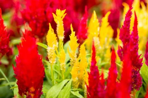 Flowers with green leaf Stock Photos