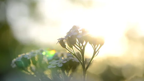 Flowers green stem field wild flower shining sun blurred background close-up Stock Footage 249390318