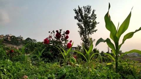 Flowers, Greenery &amp; bird at dusk  Video stock 283536639