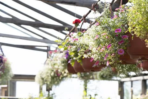 Flowers in greenhouse with a drip irrigation system. Selective focus. Stock Photos