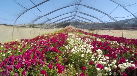 Flowers in greenhouse Stock-Footage 49293363