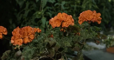 Flowers in the greenhouse Video stock 80148036