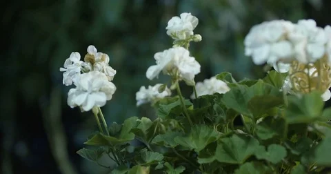 Flowers in the greenhouse Stock-Footage 80153759