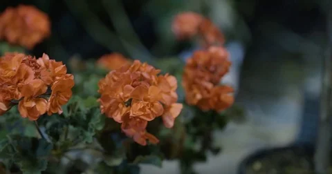 Flowers in the greenhouse Stock-Footage 80154424