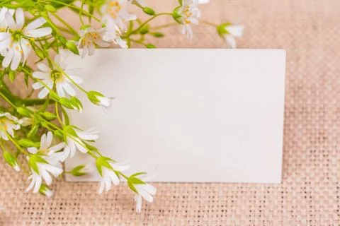 Flowers greeting card Stock Photos