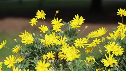 Flowers of Grey-leaved euryops (Euryops pectinatus) Stock Footage 302165164