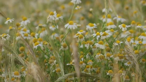 Flowers on Ground – Fallen Petals Close-Up Video stock 331714968
