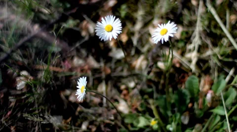 Flowers on The Ground Video stock 36479724