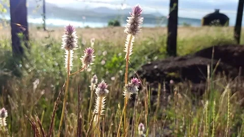 Flowers on the ground Stock Footage 138299063