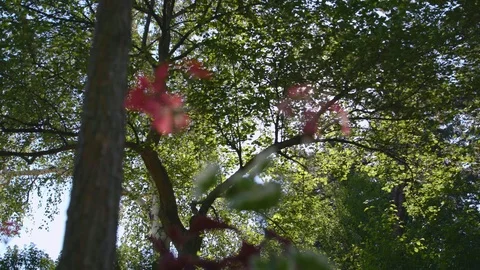 Flowers at ground of forest - Rack focus from trees to flower Stock Footage 120758541