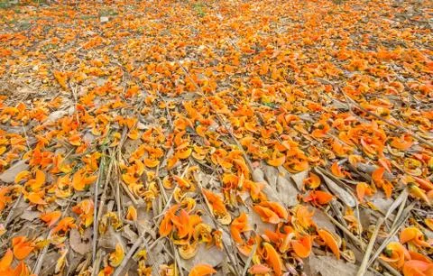 Flowers on the ground Stock Photos