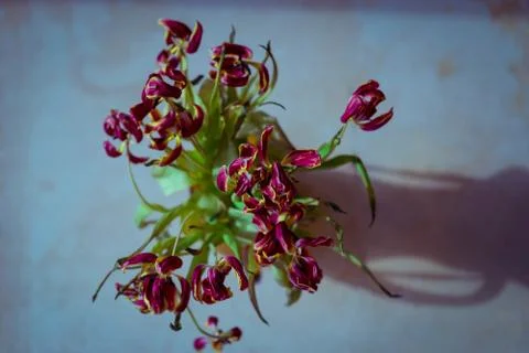 Flowers on the ground Stock Photos