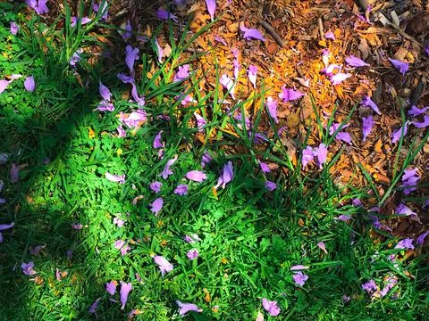 Flowers on the Ground Foto stock