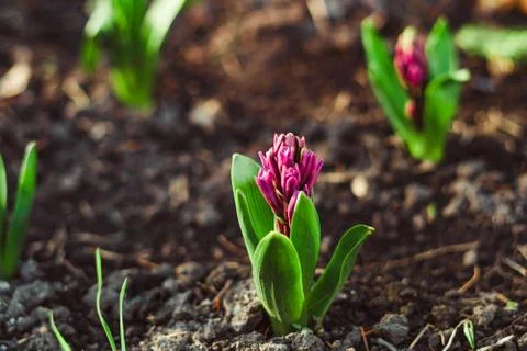 Flowers in the ground in the spring Stock Photos