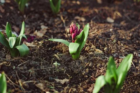 Flowers in the ground in the spring 库存照片