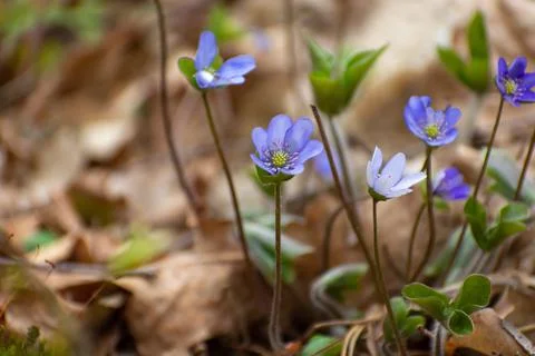 Flowers group common hepatica, blue early spring plants Stock Photos