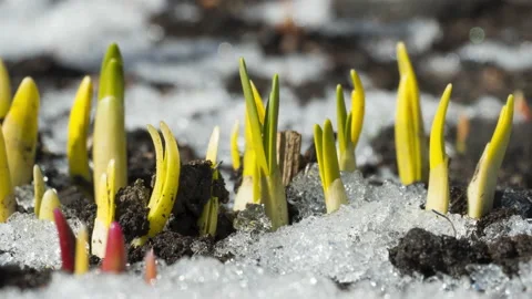 Flowers grow in early spring Stock Footage 204807762